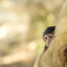 Primates