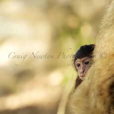 Barbary Macaque (Macaca sylvanus), Upper Rock Nature Reserve, Gibraltar