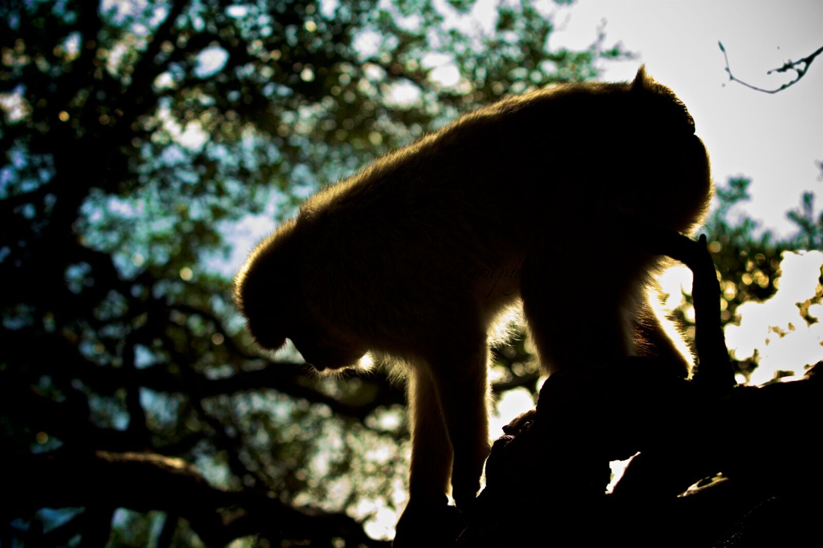 Barbary Macaque (Macaca sylvanus), Upper Rock Nature Reserve, Gibraltar