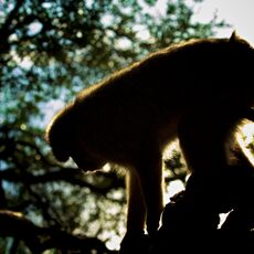 Barbary Macaque (Macaca sylvanus), Upper Rock Nature Reserve, Gibraltar