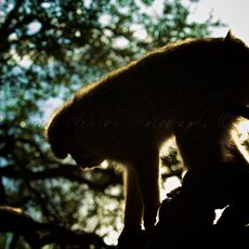 Barbary Macaque (Macaca sylvanus), Upper Rock Nature Reserve, Gibraltar