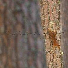 Eurasian Red Squirrel (Sciurus vulgaris), Cairngorms NP, Scotland
