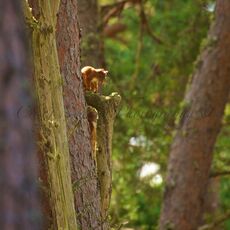 Eurasian Red Squirrel (Sciurus vulgaris), Cairngorms NP, Scotland