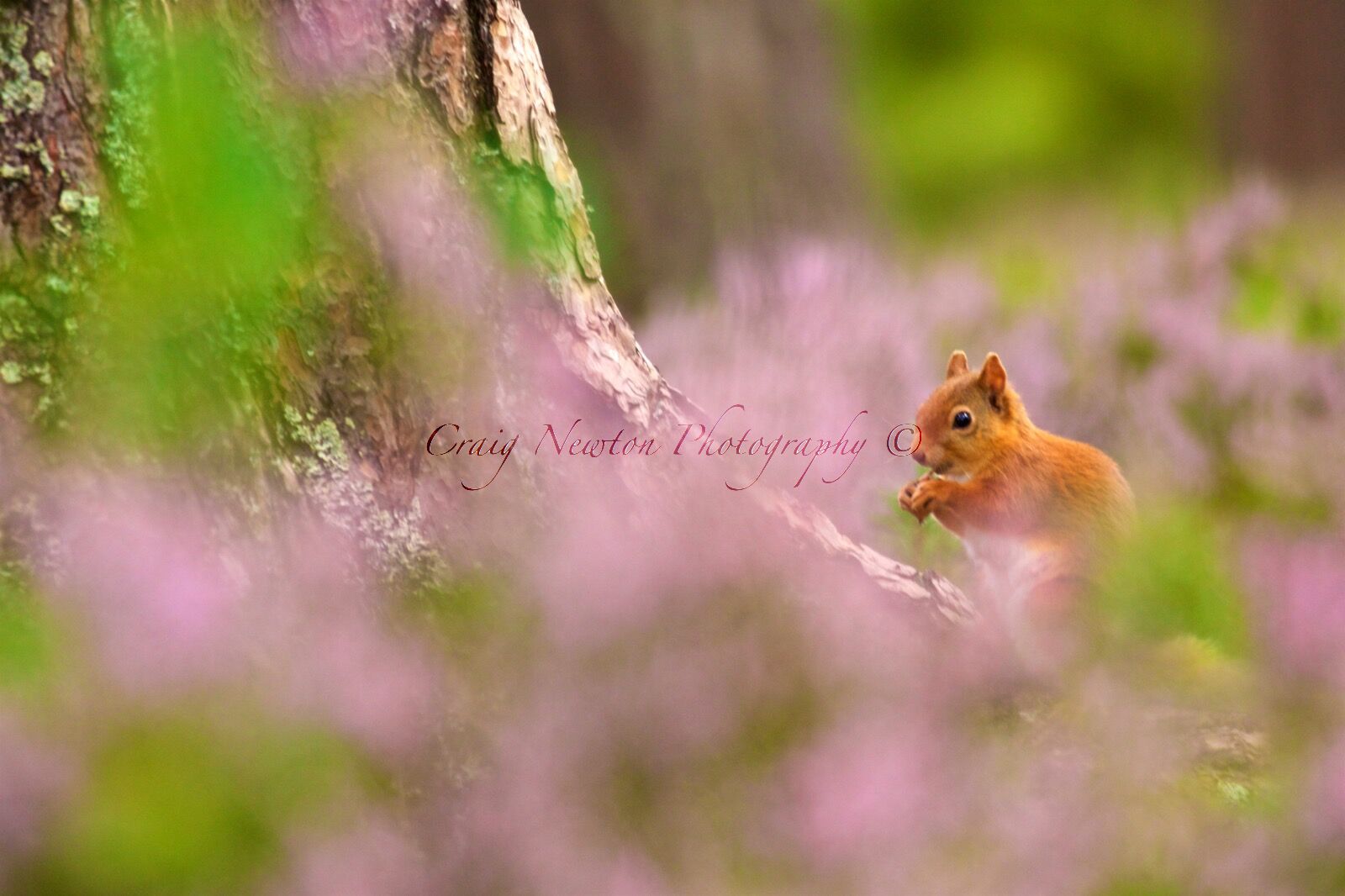 Eurasian Red Squirrel (Sciurus vulgaris), Cairngorms NP, Scotland
