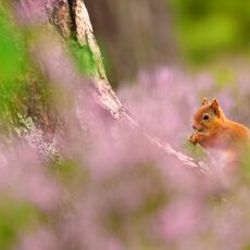 United Kingdom Mammals