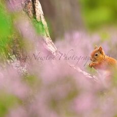 Eurasian Red Squirrel (Sciurus vulgaris), Cairngorms NP, Scotland
