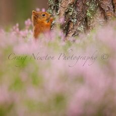 Eurasian Red Squirrel (Sciurus vulgaris), Cairngorms NP, Scotland