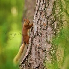 Eurasian Red Squirrel (Sciurus vulgaris), Cairngorms NP, Scotland