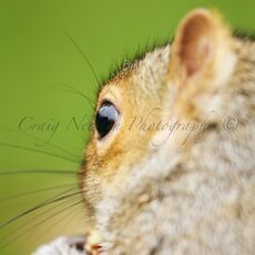 Eastern Grey Squirrel (Sciurus carolinensis), Edinburgh, Scotland