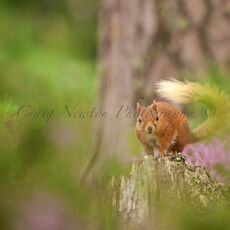 Eurasian Red Squirrel (Sciurus vulgaris), Cairngorms NP, Scotland