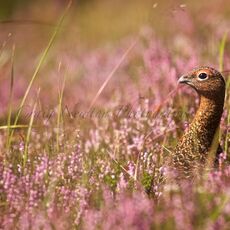 Red Grouse, (Lagopus lagopus scotica), Cairngorms NP, Scotland