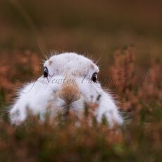 Mountain Hare (Lepus timidus), Inverness-shire, Scotland