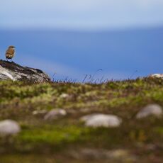 Northern Wheatear (Oenanthe oenanthe), Cairngorms NP, Scotland