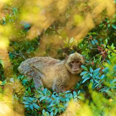 Barbary Macaque (Macaca sylvanus), Upper Rock Nature Reserve, Gibraltar