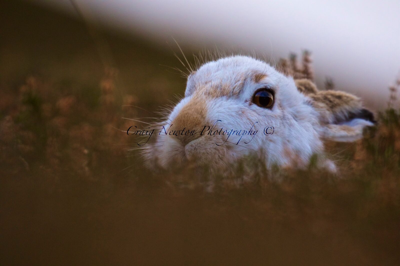 Mountain Hare (Lepus timidus), Inverness-shire, Scotland