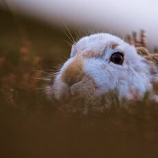 Mountain Hare (Lepus timidus), Inverness-shire, Scotland