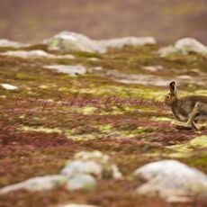 Mountain Hare (Lepus timidus), Cairngorms NP, Scotland