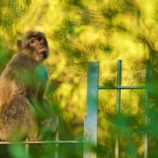 Barbary Macaque (Macaca sylvanus), Upper Rock Nature Reserve, Gibraltar