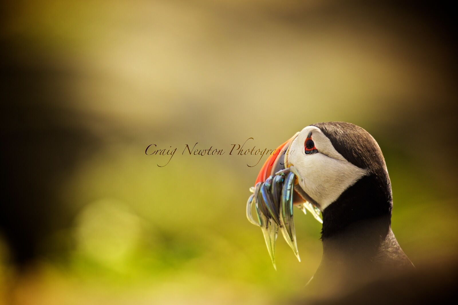 Atlantic Puffin (Fratercula arctica), Isle of May, Scotland