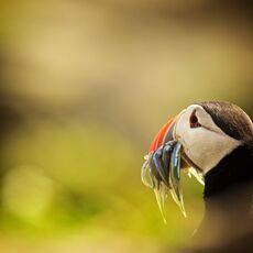 Atlantic Puffin (Fratercula arctica), Isle of May, Scotland