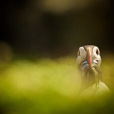 Atlantic Puffin (Fratercula arctica), Isle of May, Scotland