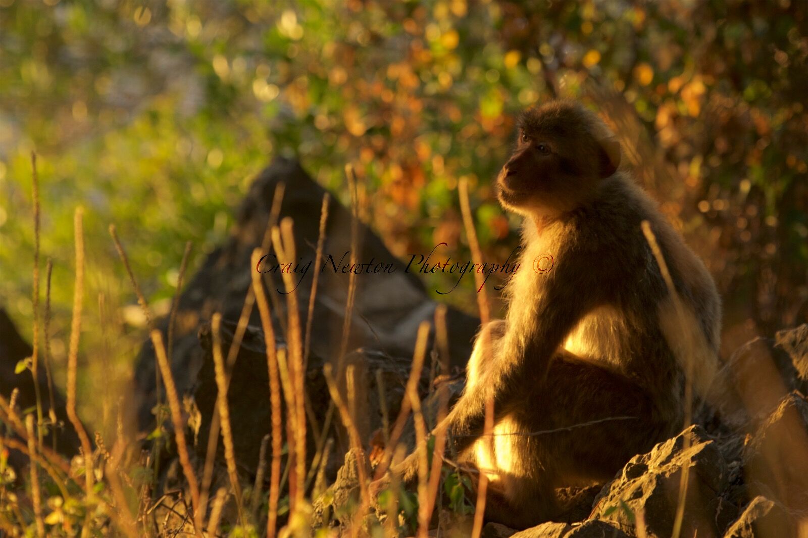 Barbary Macaque (Macaca sylvanus), Upper Rock Nature Reserve, Gibraltar