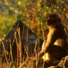 Barbary Macaque (Macaca sylvanus), Upper Rock Nature Reserve, Gibraltar