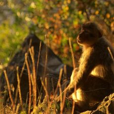 Barbary Macaque (Macaca sylvanus), Upper Rock Nature Reserve, Gibraltar