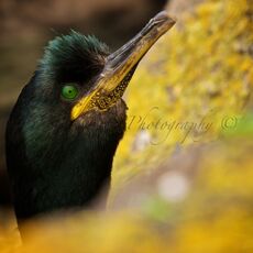 European Shag (Phalacrocorax aristotelis), Isle of May, Scotland