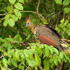 Hoatzin (Opisthocomus hoazin), Lake Condenado, Peru