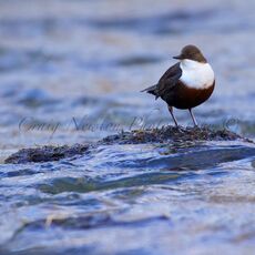 White-throated Dipper (Cinclus cinclus), Edinburgh, Scotland