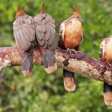 Hoatzin (Opisthocomus hoazin), Lake Condenado, Peru