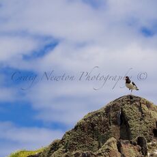Eurasian Oystercatcher (Haematopus ostralegus), Isle of May, Scotland
