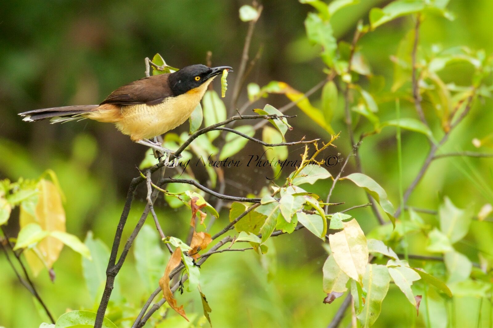 Black-capped Donacobius (Donacobius atricapilla), Lake Condenado, Peru