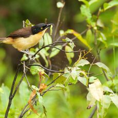 Black-capped Donacobius (Donacobius atricapilla), Lake Condenado, Peru