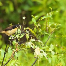 Black-capped Donacobius (Donacobius atricapilla), Lake Condenado, Peru