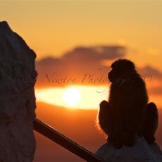 Barbary Macaque (Macaca sylvanus), Upper Rock Nature Reserve, Gibraltar