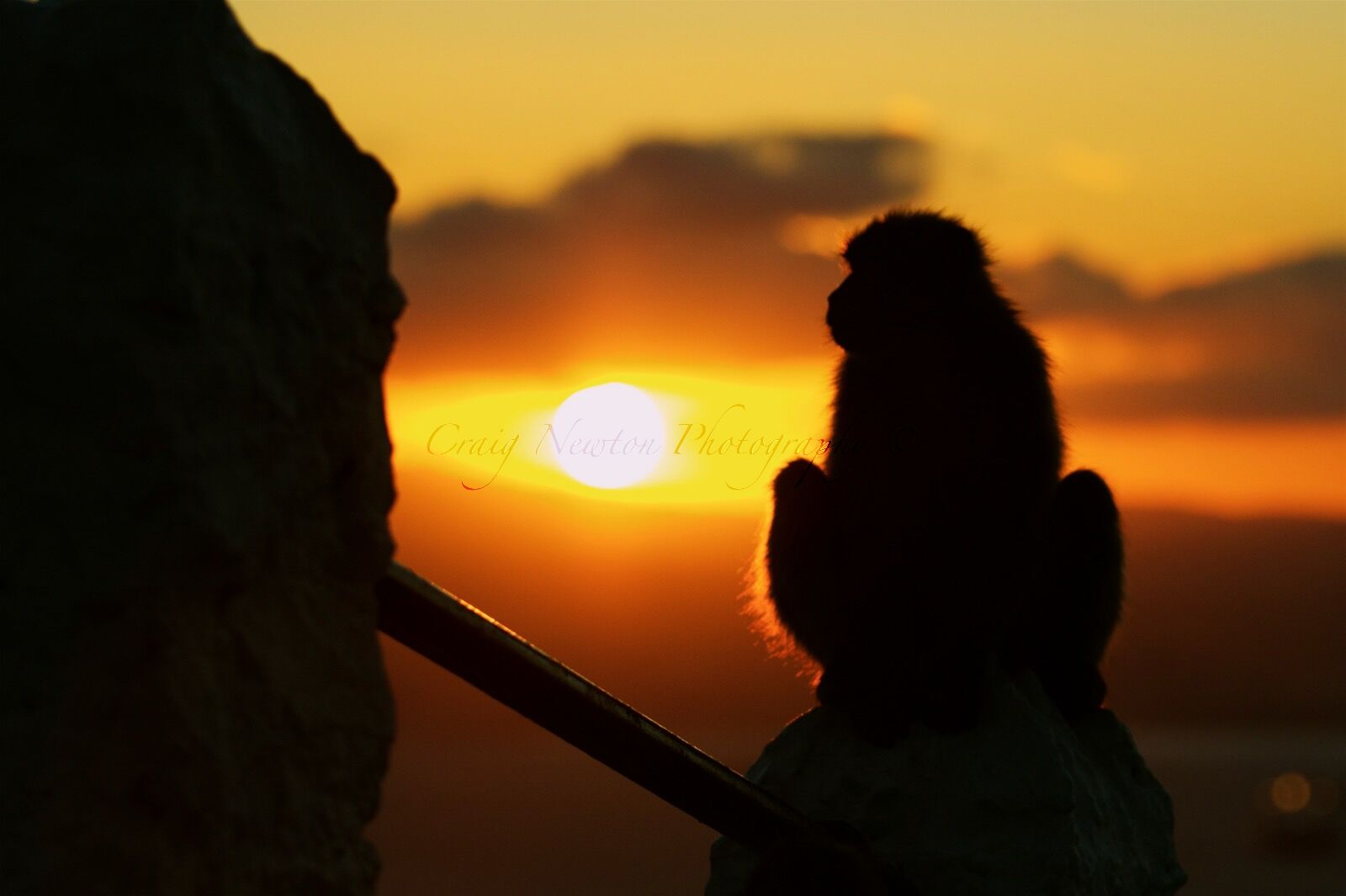 Barbary Macaque (Macaca sylvanus), Upper Rock Nature Reserve, Gibraltar