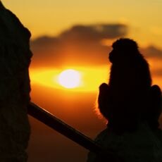 Barbary Macaque (Macaca sylvanus), Upper Rock Nature Reserve, Gibraltar