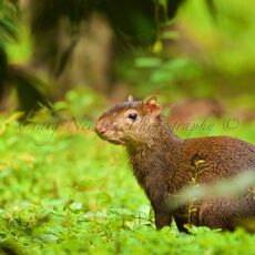 Brown Agouti (Dasyprocta variegata), Tambopata River, Peru