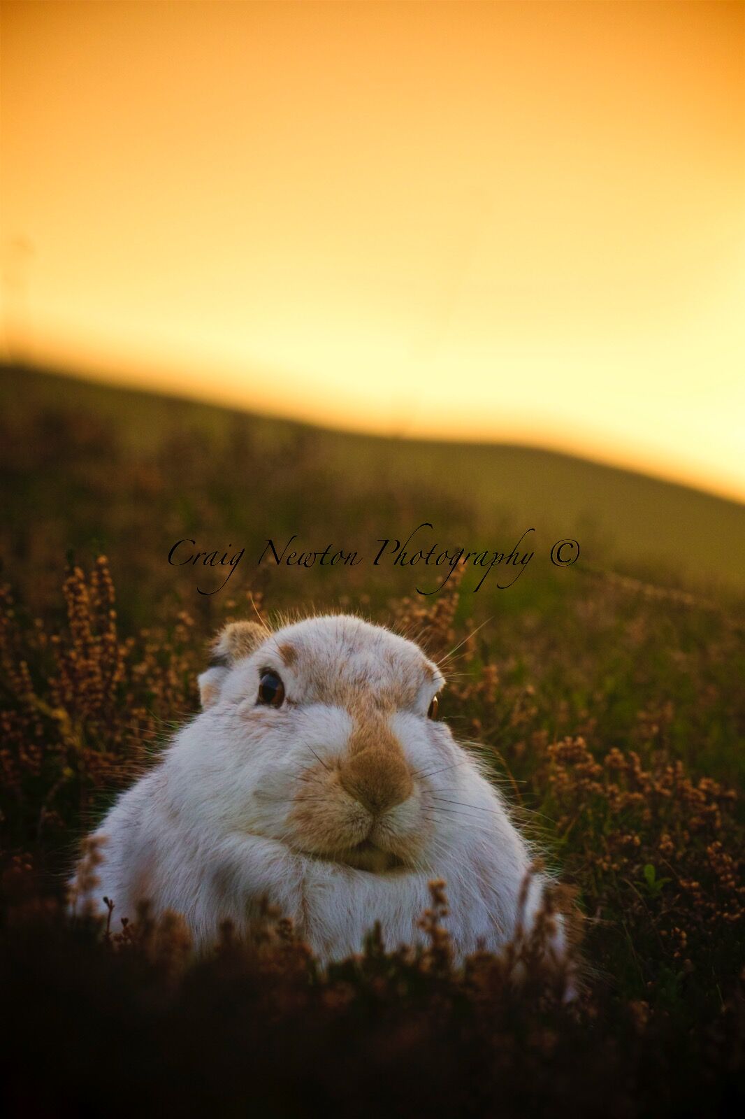 Mountain Hare (Lepus timidus), Inverness-shire, Scotland