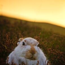 Mountain Hare (Lepus timidus), Inverness-shire, Scotland
