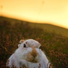 Mountain Hare (Lepus timidus), Inverness-shire, Scotland