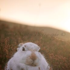 Mountain Hare (Lepus timidus), Inverness-shire, Scotland