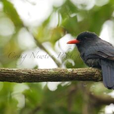 Black-fronted Nunbird (Monasa nigrifrons), Tambopata River, Peru