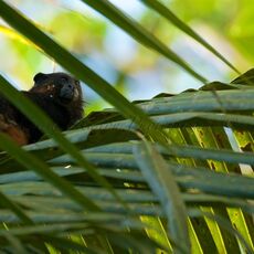 Brown-mantled Tamarin (Saguinus fuscicollis), Tambopata River, Peru