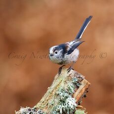 Long-tailed Tit (Aegithalos caudatus), Denholm, Scotland