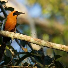 Rufous Motmot (Baryphthengus martii), Tambopata River, Peru