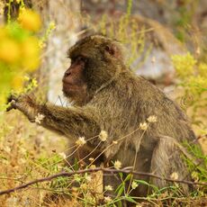 Barbary Macaque (Macaca sylvanus), Upper Rock Nature Reserve, Gibraltar