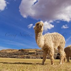 Suri Alpaca (Vicugna pacos), Cusco, Peru